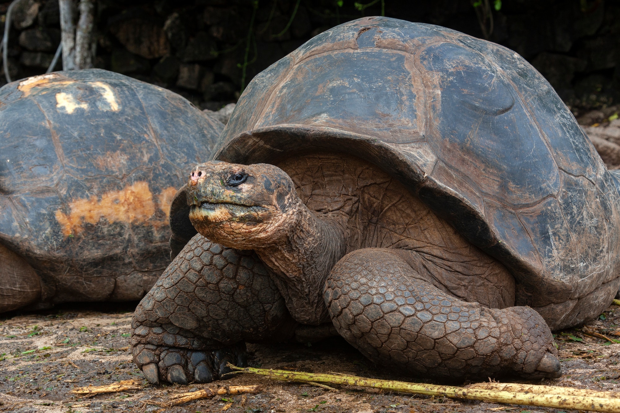 Giant Galapagos Tortoise - Santa Cruz Island in the Galapagos Islands