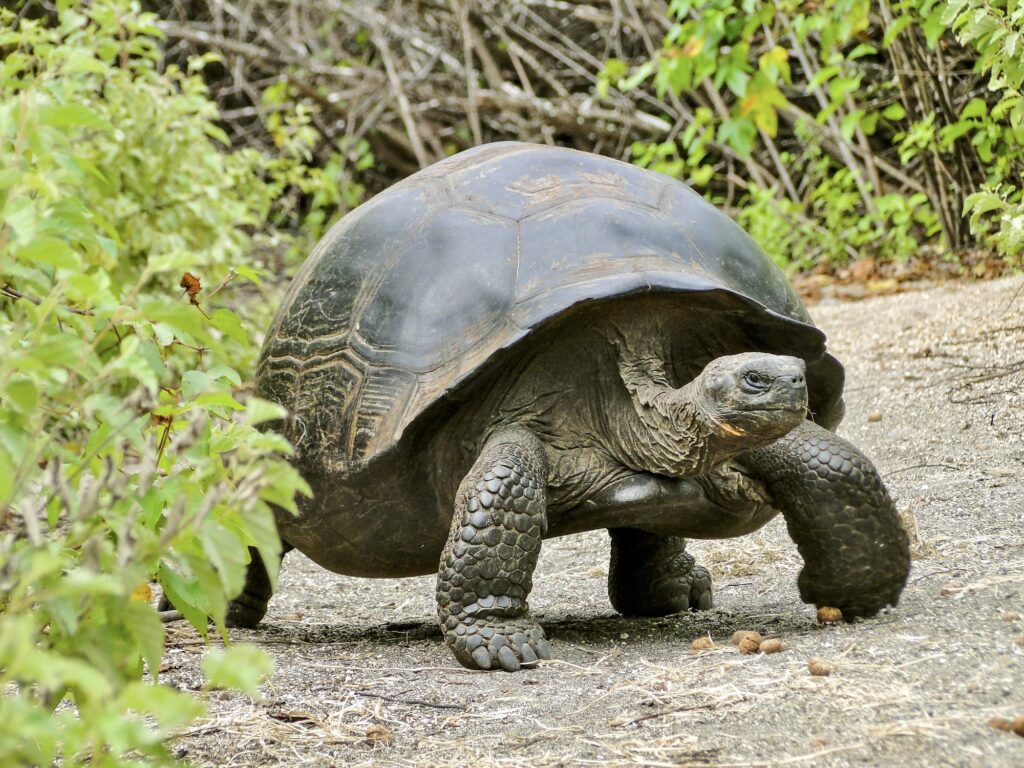 Close up of a giant Galapagos tortoise.