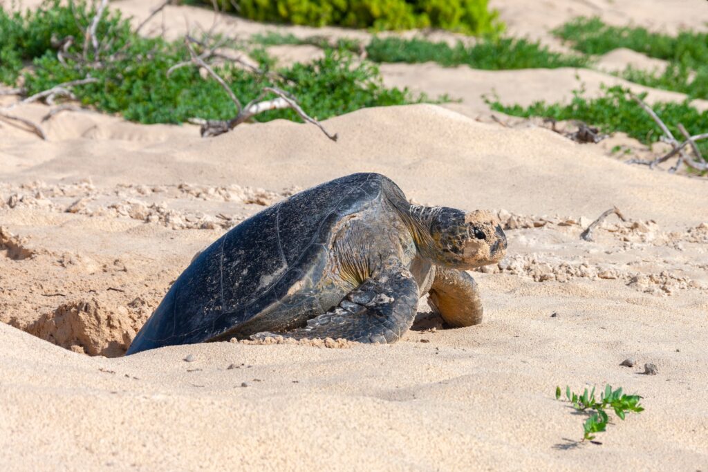 Pacific Green Turtle - Floreana - Galapagos Islands