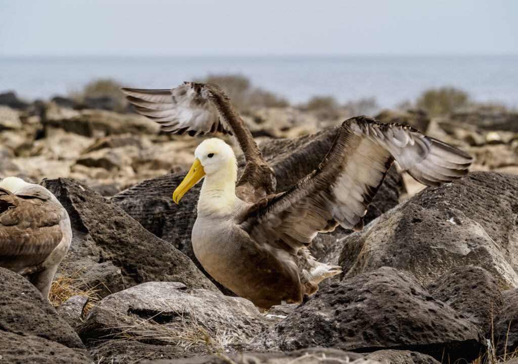 Waved albatross at Espanola Island, Galapagos, Ecuador