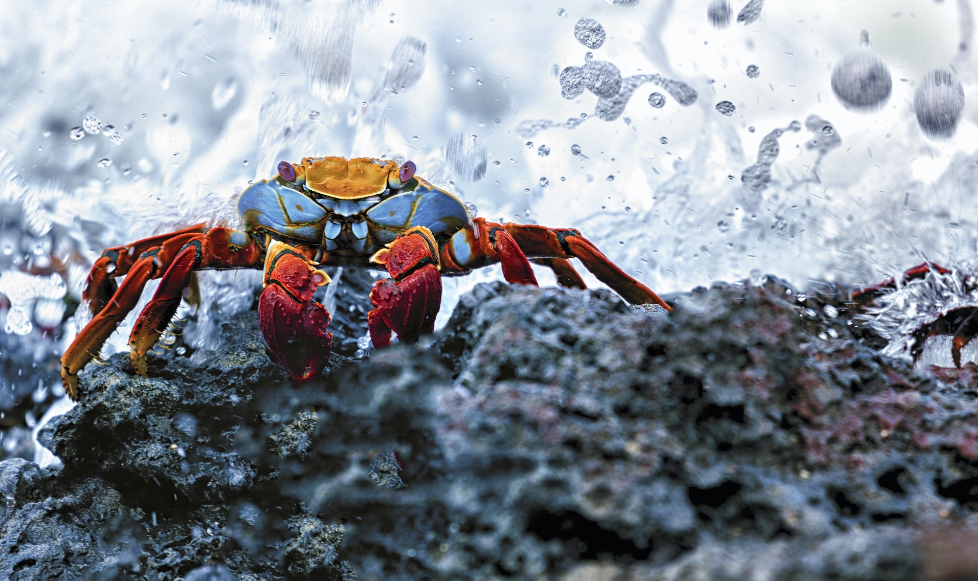 Sally Lightfoot Crab, Grapsus grapsus found in the Galapagos Islands.