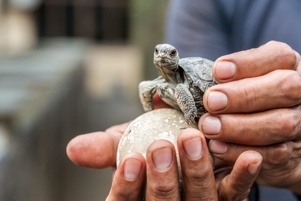 Baby Galapagos Tortoise
