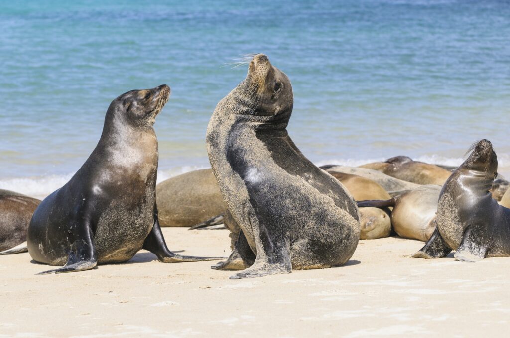 Ecuador, Galapagos Islands, Santa Fe, mating Galapagos sea lions on the beach