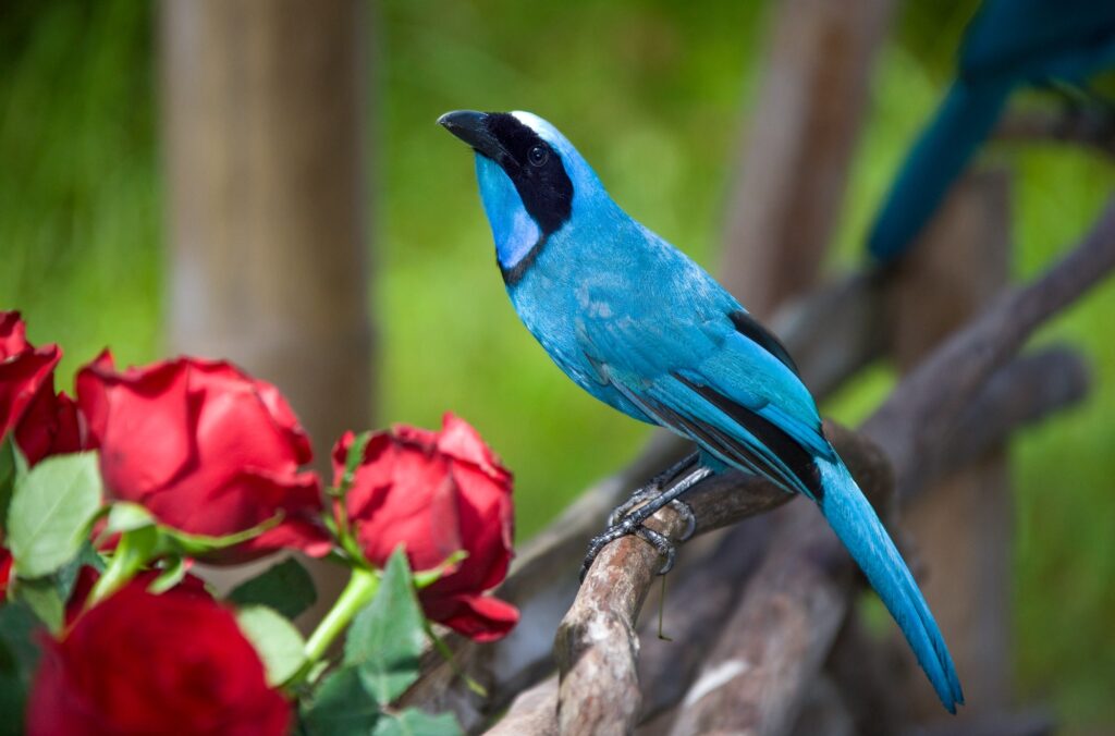 Turquoise Jay - Ecuador